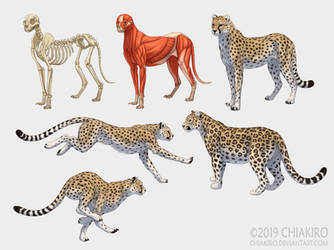 Cheetahs and a leopard