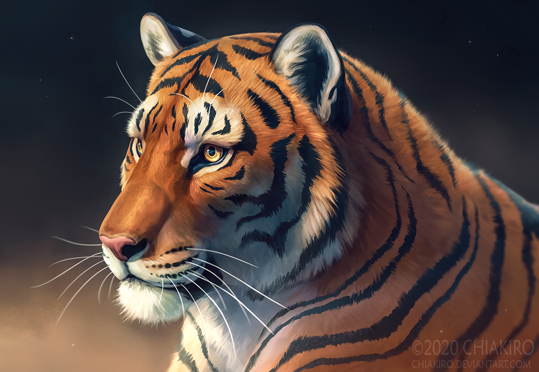 Tiger by Chiakiro on DeviantArt