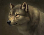 Wolfy wolf