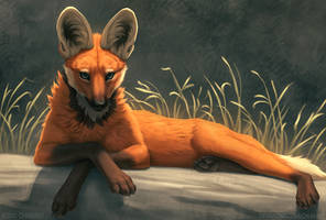 Maned wolf in light