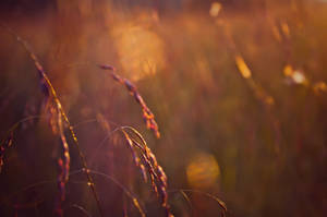 Spun Gold by KatieLindPhotography