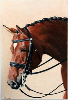 Horse portrait