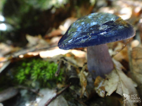 Violet Umbrella