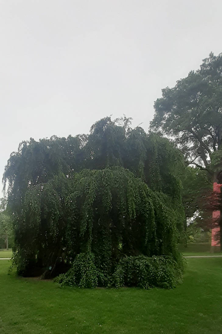 Draping tree by ChroniclesAdventures on DeviantArt