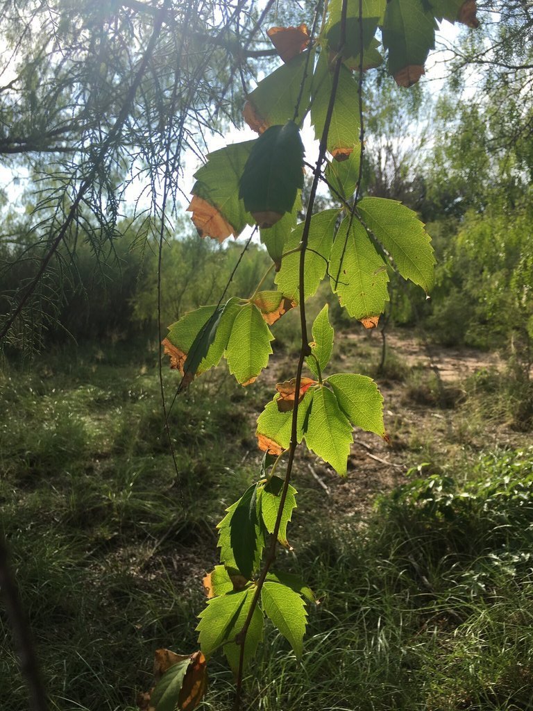 Thoughts Of Fall