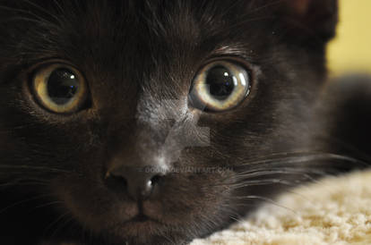 kitten closeup