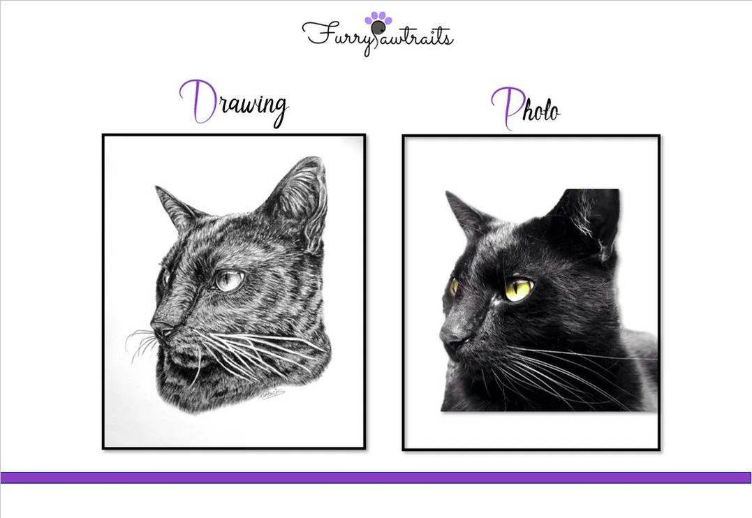 Cat portrait - drawing vs photo by FurryPawtraits on DeviantArt