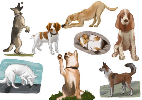 Dogs Study