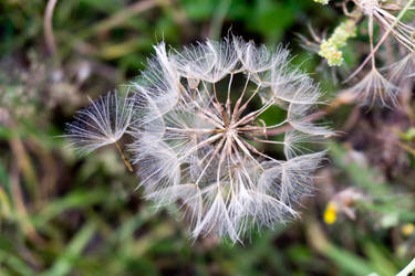 Big dandelion