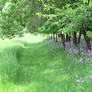 Meadow Pasture