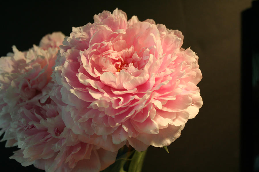 Peonies 2