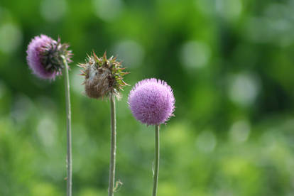 Flowers 2