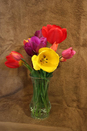 Tulips 3 by JewelsStock