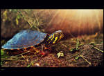 Turtle . by Nattacia