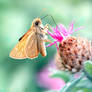 Greedy Butterfly