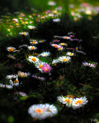 Colorful Daisies