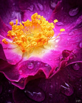 Queen rose