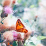 Sweet Dream