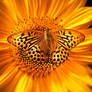 Leopard butterfly