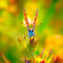 Flying-colors
