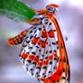 Melitaea didyma