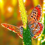 Le papillon incandescent
