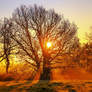 The Silence of Dawn