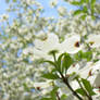 White Dogwood blossom