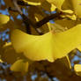 Yellow Ginkgo leaf