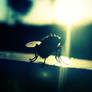 A fly in the light