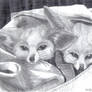 Fennec Foxes