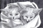 Fennec Foxes by Seirei16000