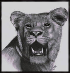 Old Lioness Drawing