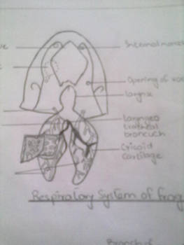 respiratory system of frog..