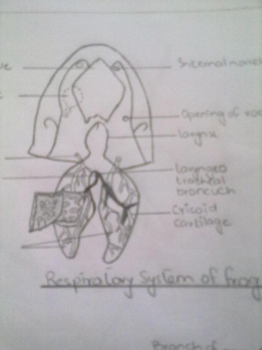 Respiratory System Of Frog By Devilsmine On Deviantart Respiratory System Of Frog By Devilsmine On Deviantart