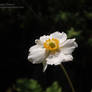 White Flower