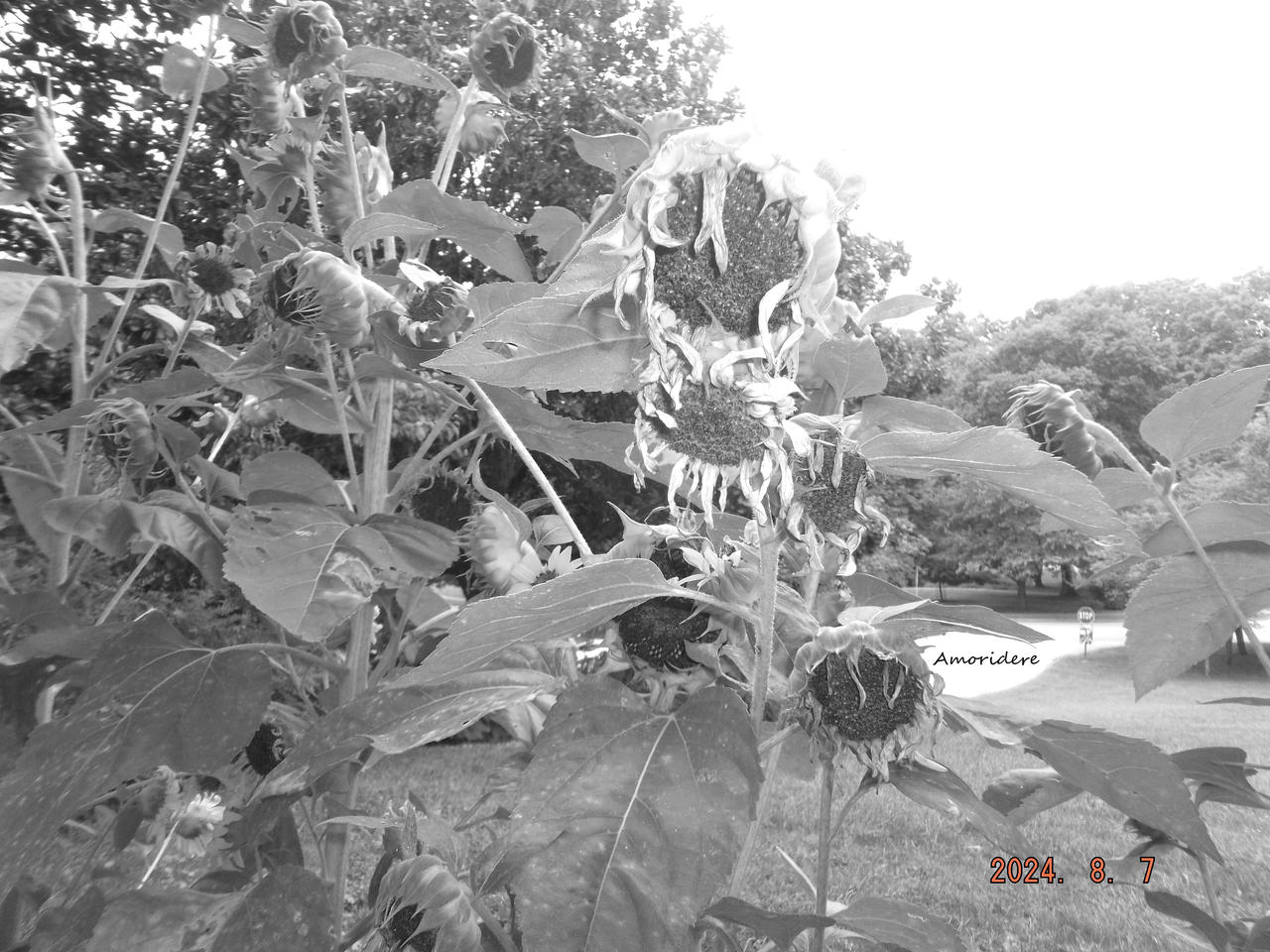 Wilted Susans