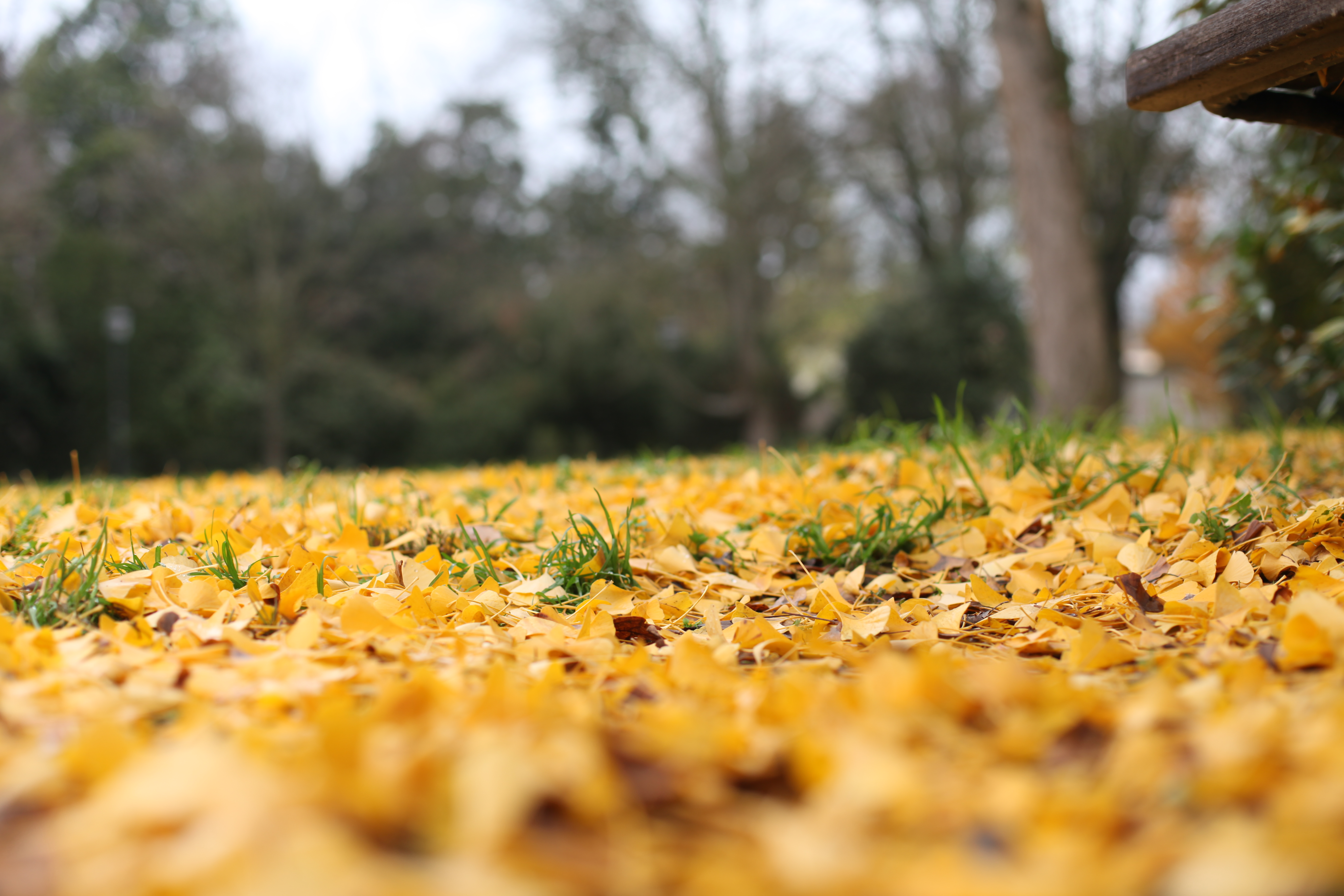 Autumn Leafs