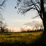 Tree before sunset