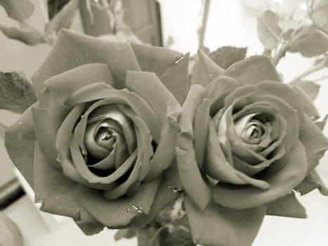 black_roses