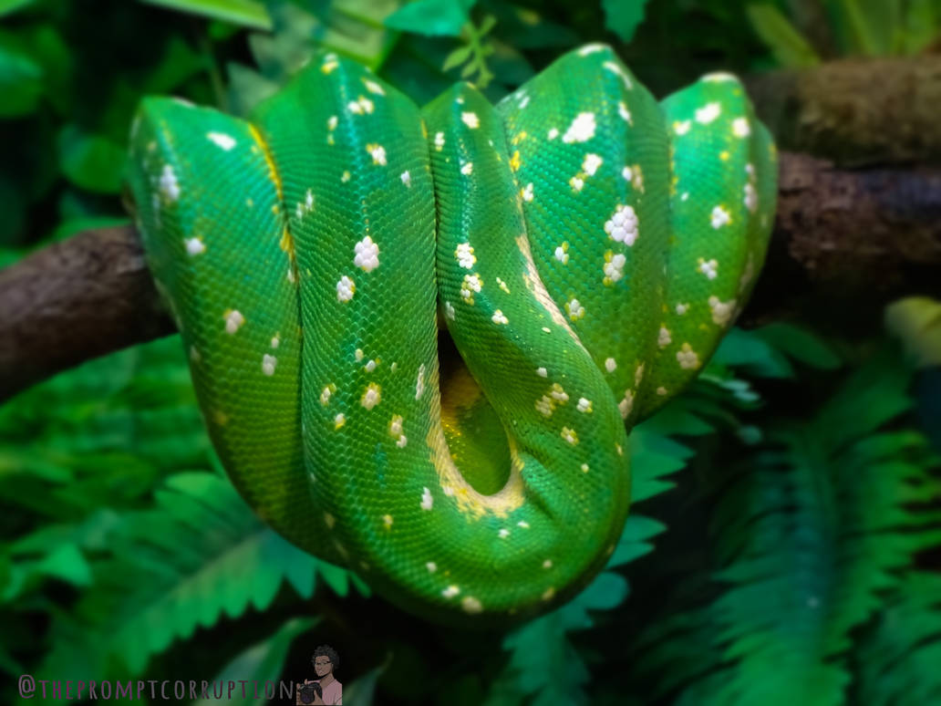 Green tree python by thepromptcorruption on DeviantArt