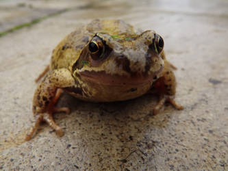 Toad