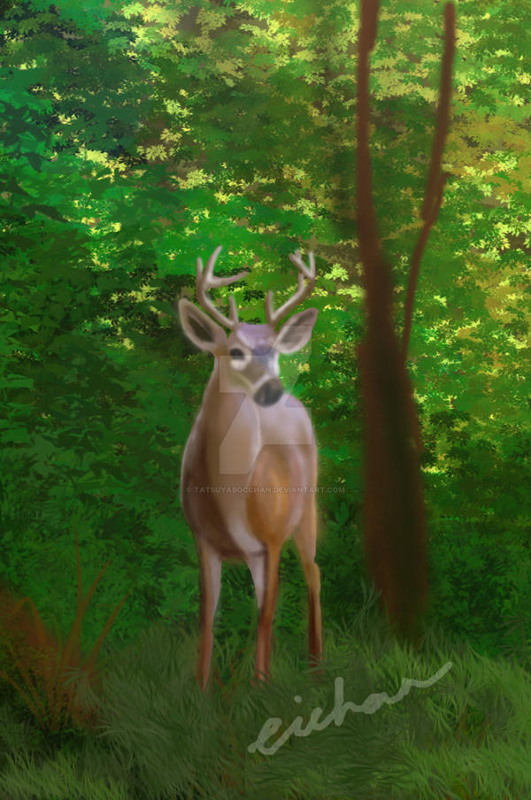 the deer