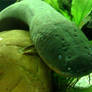 Smile Mr. Electric Eel