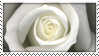 White Rose STAMP