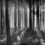 Infared Forest