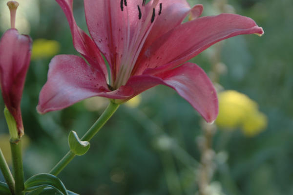 Pink Flower