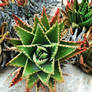 Maltese Cacti