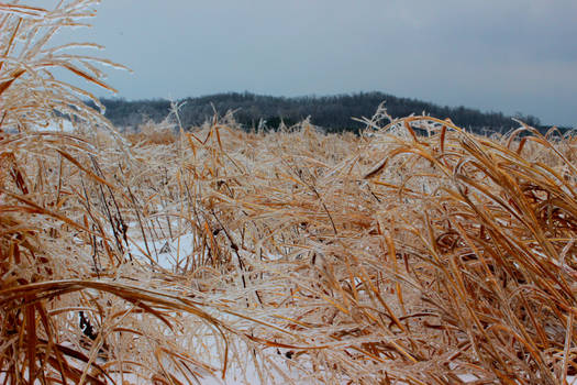 Remnants of an Ice Storm