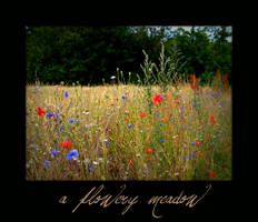 a flowery meadow